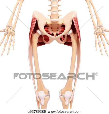 Stock Illustration - Human hip musculature, artwork. Fotosearch