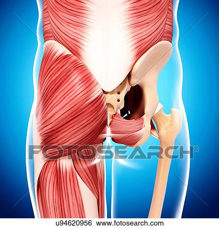 Stock Illustration - Human hip musculature, artwork. Fotosearch