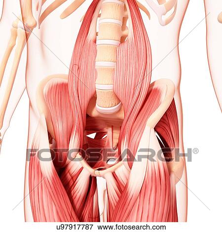 Stock Illustration - Human hip musculature, artwork. Fotosearch