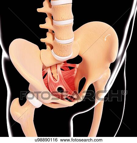 Stock Illustration - Human hip musculature, artwork. Fotosearch
