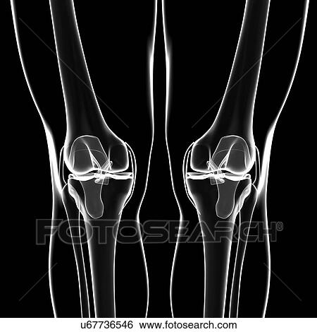 Human knee, artwork View Large Illustration Stock Illustration - Human knee, artwork. Fotosearch
