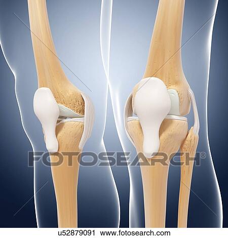 Human leg bones, artwork View Large Illustration Clip Art - Human leg bones, artwork. Fotosearch