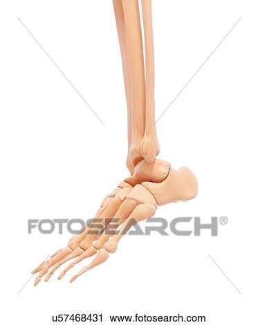 Human leg bones, artwork View Large Illustration Clip Art - Human leg bones, artwork. Fotosearch