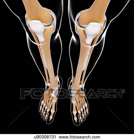 Human leg bones, artwork View Large Illustration Clip Art - Human leg bones, artwork. Fotosearch