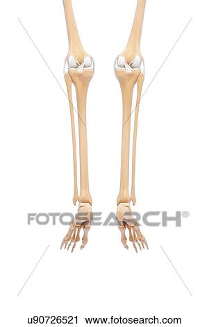 Human leg bones, artwork View Large Illustration Clip Art - Human leg bones, artwork. Fotosearch