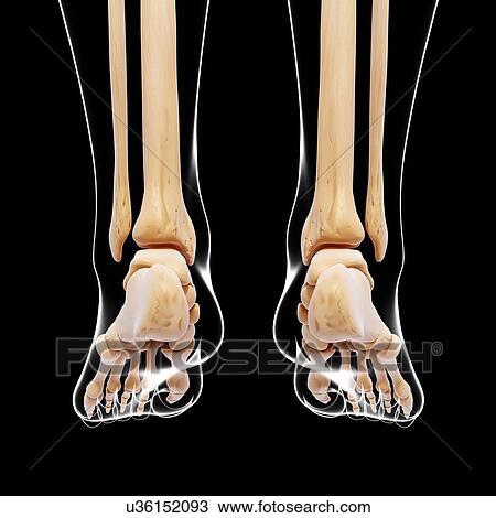 Drawing - Human leg bones, artwork. Fotosearch