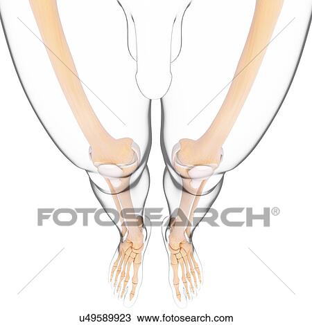 Human leg bones, artwork View Large Illustration Drawing - Human leg bones, artwork. Fotosearch