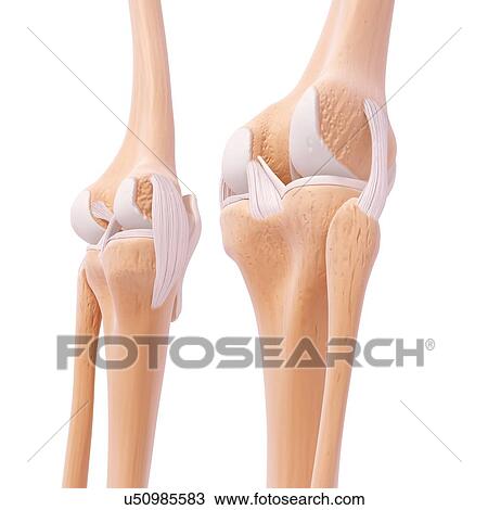 Human leg bones, artwork View Large Illustration Drawing - Human leg bones, artwork. Fotosearch