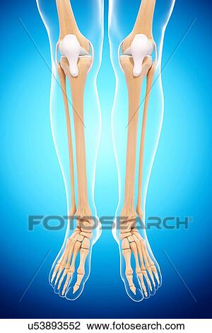 Human leg bones, artwork View Large Illustration Drawing - Human leg bones, artwork. Fotosearch