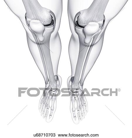Drawing - Human leg bones, artwork. Fotosearch