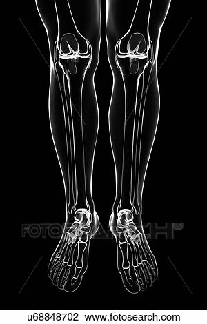 Human leg bones, artwork View Large Illustration Drawing - Human leg bones, artwork. Fotosearch