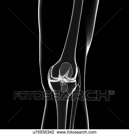 Drawing - Human leg bones, artwork. Fotosearch