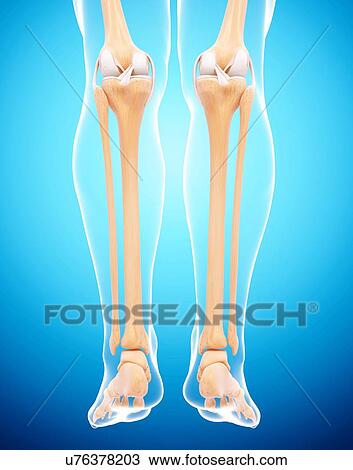 Human leg bones, artwork View Large Illustration Drawing - Human leg bones, artwork. Fotosearch