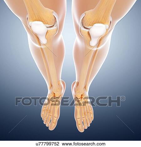 Drawing - Human leg bones, artwork. Fotosearch
