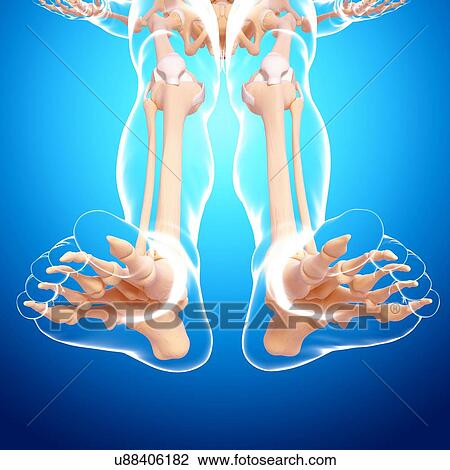 Drawing - Human leg bones, artwork. Fotosearch