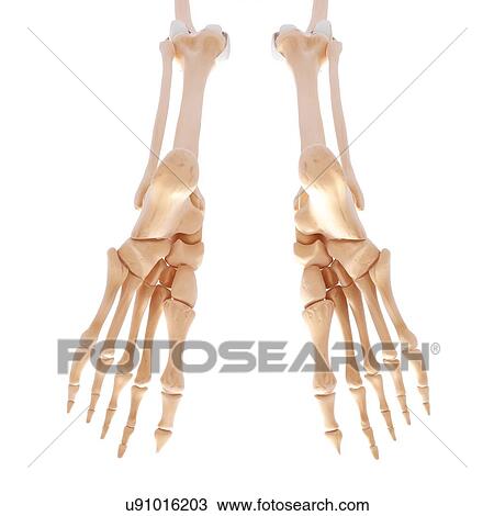 Human leg bones, artwork View Large Illustration Drawing - Human leg bones, artwork. Fotosearch