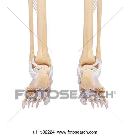 Stock Illustration - Human leg bones, artwork. Fotosearch