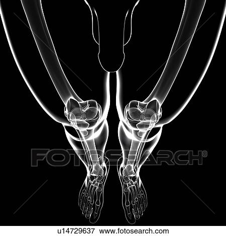 Stock Illustration - Human leg bones, artwork. Fotosearch