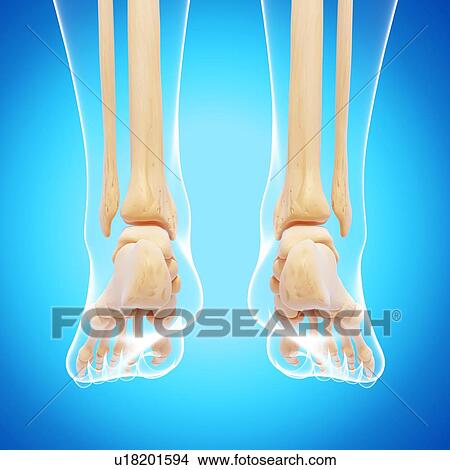 Human leg bones, artwork View Large Illustration Stock Illustration - Human leg bones, artwork. Fotosearch