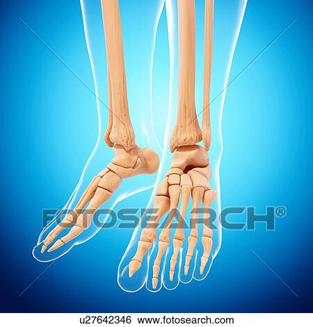 Stock Illustration - Human leg bones, artwork. Fotosearch