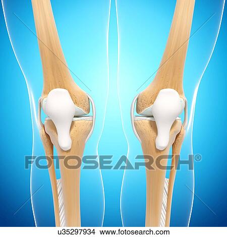 Human leg bones, artwork View Large Illustration Stock Illustration - Human leg bones, artwork. Fotosearch