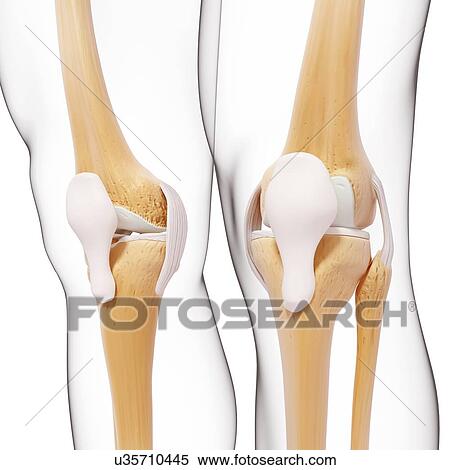 Stock Illustration - Human leg bones, artwork. Fotosearch