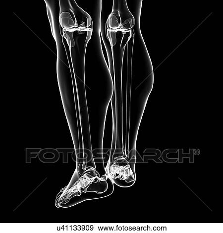 Stock Illustration - Human leg bones, artwork. Fotosearch