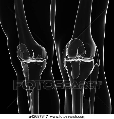 Human leg bones, artwork View Large Illustration Stock Illustration - Human leg bones, artwork. Fotosearch