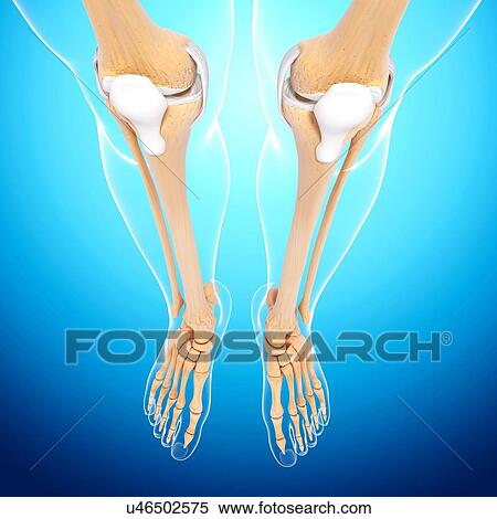 Human leg bones, artwork View Large Illustration Stock Illustration - Human leg bones, artwork. Fotosearch