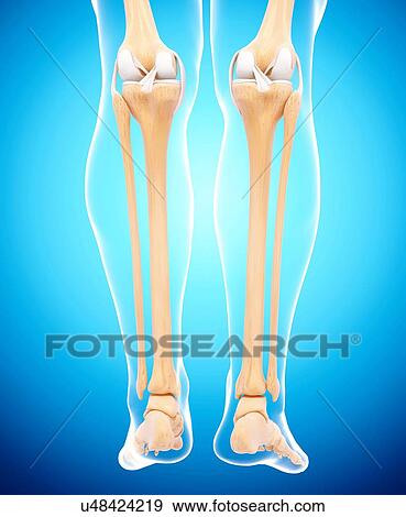 Stock Illustration - Human leg bones, artwork. Fotosearch