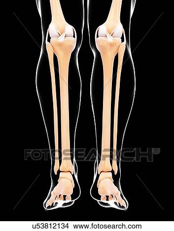 Human leg bones, artwork View Large Illustration Stock Illustration - Human leg bones, artwork. Fotosearch