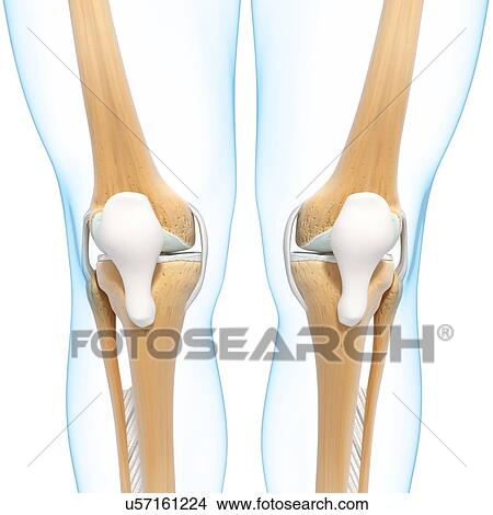 Stock Illustration - Human leg bones, artwork. Fotosearch