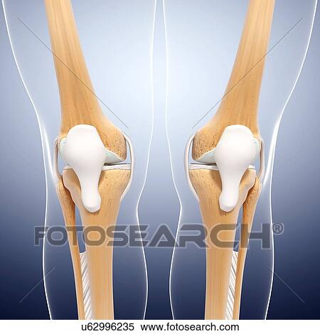 Stock Illustration - Human leg bones, artwork. Fotosearch