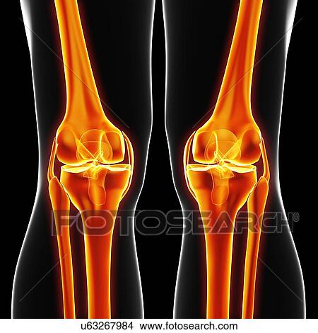 Stock Illustration - Human leg bones, artwork. Fotosearch