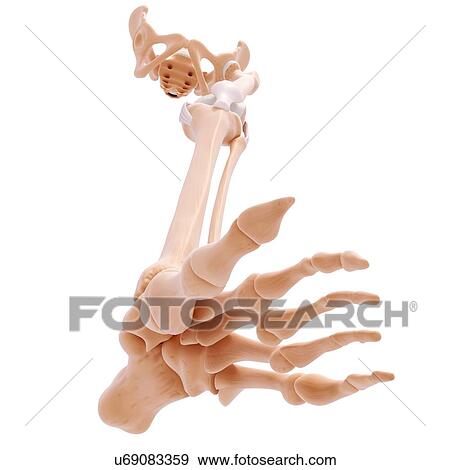 Stock Illustration - Human leg bones, artwork. Fotosearch