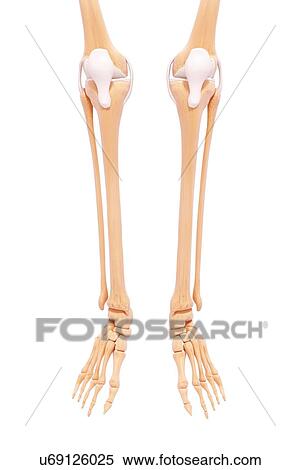 Human leg bones, artwork View Large Illustration Stock Illustration - Human leg bones, artwork. Fotosearch