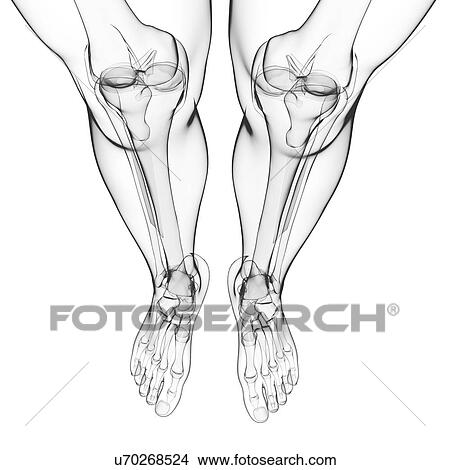 Human leg bones, artwork View Large Illustration Stock Illustration - Human leg bones, artwork. Fotosearch