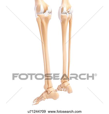 Human leg bones, artwork View Large Illustration Stock Illustration - Human leg bones, artwork. Fotosearch