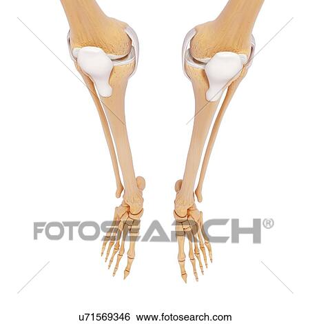 Stock Illustration - Human leg bones, artwork. Fotosearch
