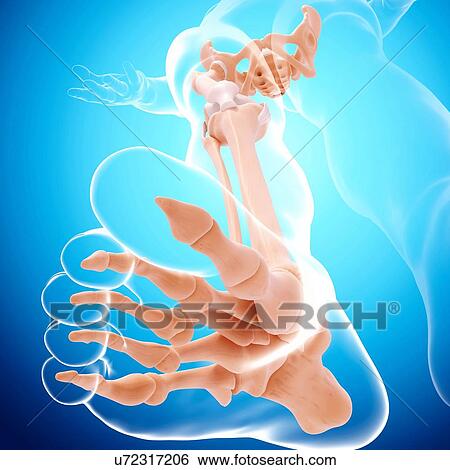Human leg bones, artwork View Large Illustration Stock Illustration - Human leg bones, artwork. Fotosearch
