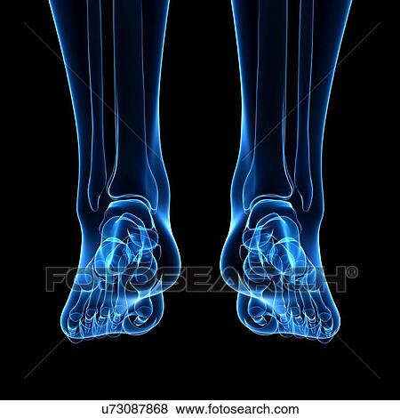 Human leg bones, artwork View Large Illustration Stock Illustration - Human leg bones, artwork. Fotosearch