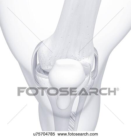 Human leg bones, artwork View Large Illustration Stock Illustration - Human leg bones, artwork. Fotosearch
