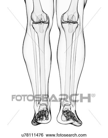 Stock Illustration - Human leg bones, artwork. Fotosearch