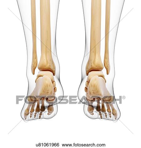 Human leg bones, artwork View Large Illustration Stock Illustration - Human leg bones, artwork. Fotosearch