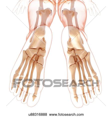 Stock Illustration - Human leg bones, artwork. Fotosearch