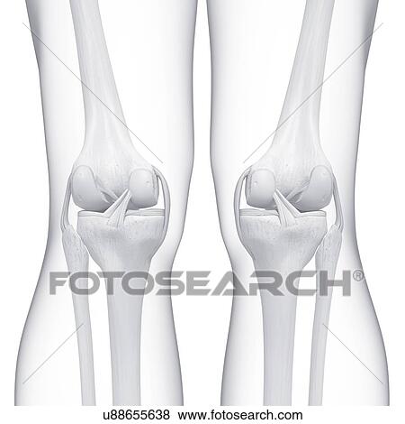 Stock Illustration - Human leg bones, artwork. Fotosearch
