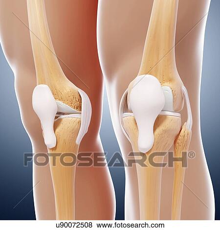 Human leg bones, artwork View Large Illustration Stock Illustration - Human leg bones, artwork. Fotosearch