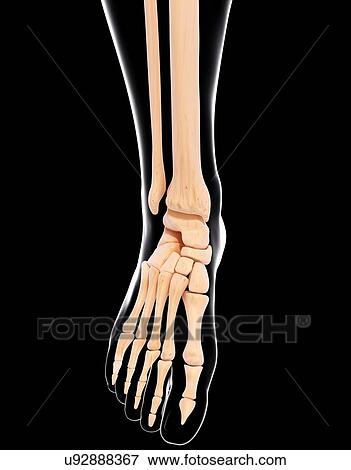 Human leg bones, artwork View Large Illustration Stock Illustration - Human leg bones, artwork. Fotosearch