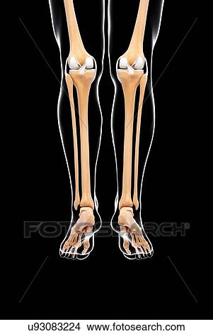 Stock Illustration - Human leg bones, artwork. Fotosearch