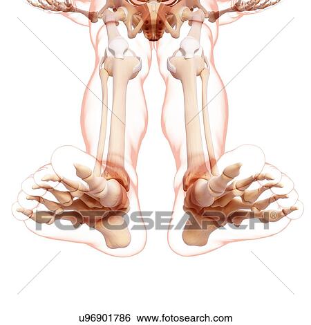 Stock Illustration - Human leg bones, artwork. Fotosearch
